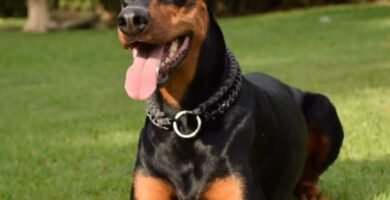 xabueso hembra doberman de nombre Sombra